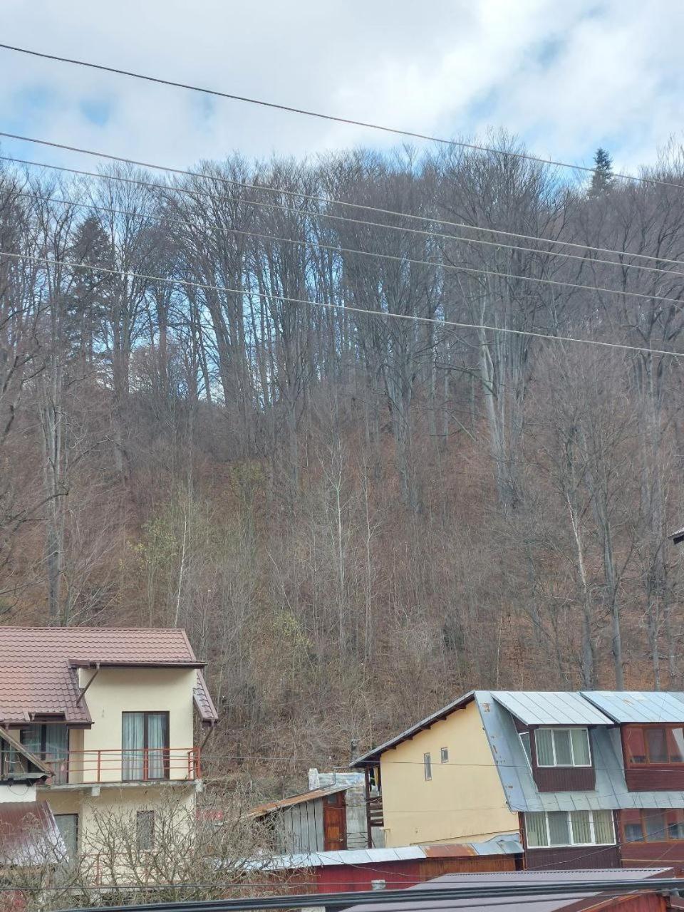 Vila Foc Alb Apartamente-Buşteni Exteriör bild